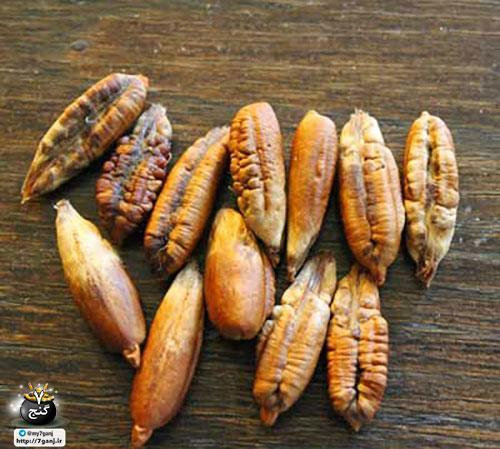 خواص هسته خرما و موارد استفاده از آن خواص هسته خرما و موارد استفاده از آن