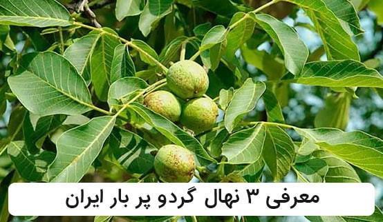 معرفی 3 رقم از نهال های گردو پر بار ایران معرفی 3 رقم از نهال های گردو پر بار ایران