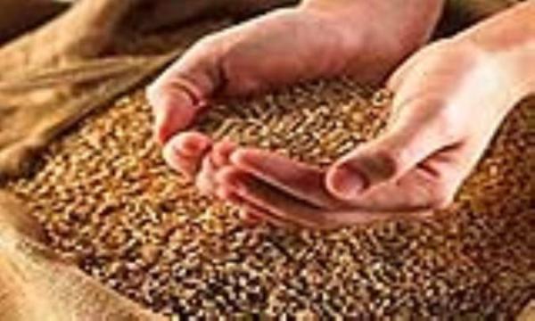 راهنمای سلامتی: مزایای کالری و تغذیه ای گندم دروم