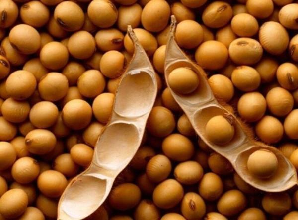 پرداخت کامل مطالبات سویاکاران