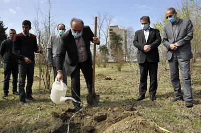 کاشت 250 اصله نهال در دانشگاه مازندران