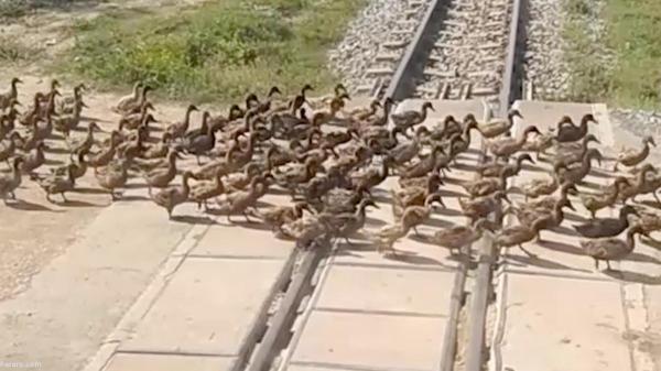 توقف قطار برای عبور صدها اردک